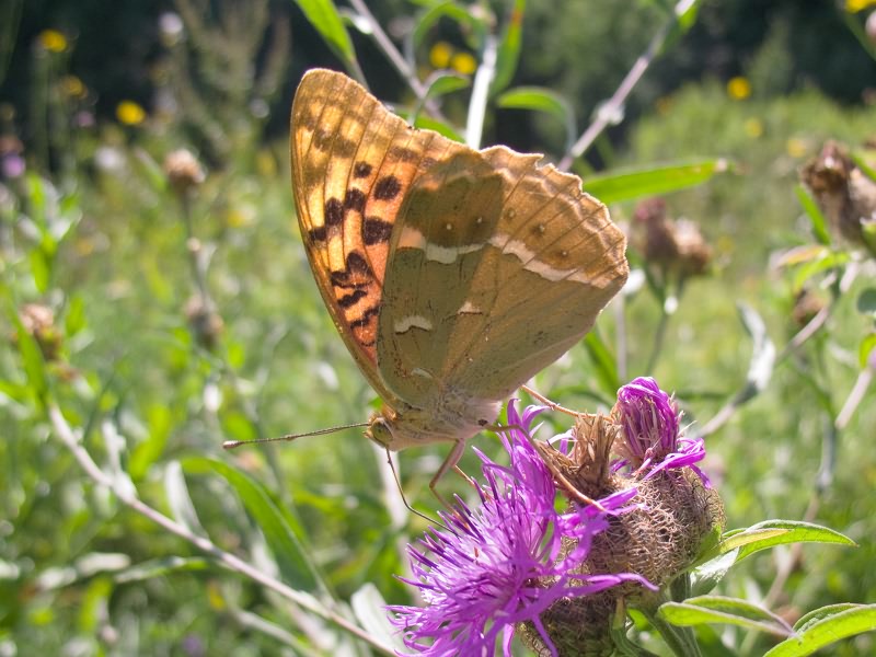 Argynnis pandora (Denis & Schiffermuller, 1775)
